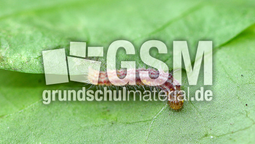 Schmetterlingsraupe (10).jpg